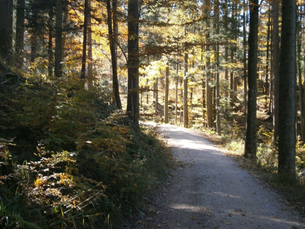 Bild eines Waldweges mit Sonnenstrahlen